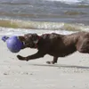 Jolly Hundespielzeug Tug-n-Toss blau, Größe: M Produktbild-Vorschau 8