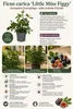 Dwergvijg Little Miss Figgy, geleverd in een pot van 3 Productafbeelding-voorbeeld 2
