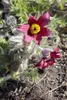 Pulsatilla vulgaris 'Pinwheel Rot', Küchenschelle, rot, ca. Produktbild-Vorschau 1