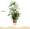 Green boutiQ - Zimmerpflanzen - Dracaena surculosa - Produktbild-Vorschau 3