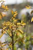 Amelanchier arborea 'Robin Hill', Felsenbirne, rosa Blüten, Produktbild-Vorschau 4