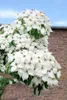 Cornus kousa, Japanischer Blumen-Hartriegel, 100–125 cm Produktbild-Vorschau 13