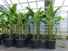 Bananenstaude als 3er Gruppe  Banane Musa Basjoo 220 cm Produktbild-Vorschau 8