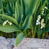 Convallaria majalis | 24 sztuki - 10-25cm - Ø9cm - Roślina Podgląd zdjęcia produktu 6