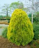 Thuja orientalis 'Aurea Nana', Lebensbaum, goldgelb, 30–40 Produktbild-Vorschau 11