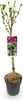 Green boutiQ - Arbre à tige - Hibiscus syriacus Magenta Voir les images du produit 2