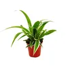 Chlorophytum Mini, sada 3 kusů, zelená lilie Náhled obrázku produktu 2