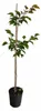 Prunus armeniaca Tirynthos Aprikosenbaum 100–140 cm – Produktbild-Vorschau 4