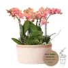 Sada v bavlněném košíku: 3 oranžové orchideje Bozen (9 cm) Náhled obrázku produktu 1