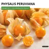 Physalis Andenbeere Kapstachelbeere Samen - Physalis Produktbild-Vorschau 2