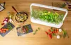 Click and Grow Mäta pieporná, kapsule so semenami a Náhľad obrázku produktu 8