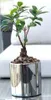 A small potted plant in a silver pot on a table. Produktbild-Vorschau