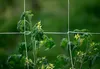 Gartengitter, Gurken, Bohnen, Klettertrauben, 167, 5 m, Produktbild-Vorschau 5
