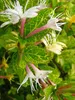 Caprifoglio Aureoreticulata giapponese 2L Anteprima dell’immagine prodotto 2