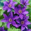 Bloomique - Clematis The President - Waldrebe - Lila - Produktbild-Vorschau 3