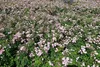 100x Rosa The Fairy Märchenhaft reich blühende Bodendecker Produktbild-Vorschau 6
