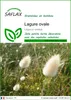SAFLAX  - Lagure ovale - 100 graines - Lagurus Voir les images du produit 1
