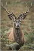 MuchoWow® Poster Hirsche - Geweihe - Blätter 60x90 cm - Produktbild-Vorschau 1