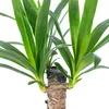 Palmlilie 1-stämmig - pflegeleichte Zimmerpflanze, Yucca Produktbild-Vorschau 5