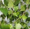 Plačúca breza Betula pendula youngii Plačúca breza výška Náhľad obrázku produktu 2