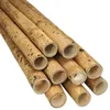 Bambusstange Guadua Ø 5-7 cm  2m Produktbild-Vorschau 2