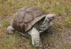 Schildkröte Sonderedition für den Garten Vorgarten oder Produktbild-Vorschau 4