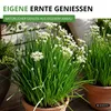 Schnittknoblauch Mehrjährig Samen - Allium tuberosum - Produktbild-Vorschau 5