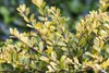 Ilex crenata 'Golden Gem', Japanische Stechpalme, goldgelb, Produktbild-Vorschau 6