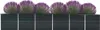 A row of purple and green plants in a black planter. Náhľad obrázku produktu