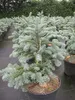 Zwerg-Blautanne Obrighofen - Abies procera Obrighofen Produktbild-Vorschau 3