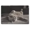 MuchoWow® Mauspad Mousepad Tier - Katze - Grau 27x18 cm - Produktbild-Vorschau 1