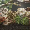 An aquarium with rocks, plants, and fish. Náhľad obrázku produktu