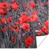 MuchoWow® Poster Rote Mohnblumen in einem Schwarz-Weiß-Bild Produktbild-Vorschau 1