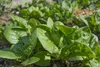 SAFLAX - BIO - Špenát - Matador - Spinacia oleracea - 300 Náhled obrázku produktu 8