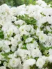 Rhododendron obtusum 'Schneeperle', weiß, 15–20 cm Produktbild-Vorschau 11