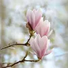 Three pink magnolia flowers on a branch against a blurred background. Podgląd zdjęcia produktu