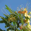 Gul Mohur Flamboyant (Delonix elata)  – 5 kusov Náhľad obrázku produktu 1