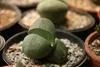 SAFLAX - živá žula - Pleiospilos nelii - 40 Semená - S Náhľad obrázku produktu 5