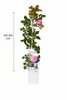 Kletterrose Crazy in Love Pink 50–70 cm – rosa Edelrose, Produktbild-Vorschau 5
