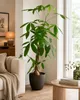 Pachira aquatica 100–120 cm – kasztan szczęścia, roślina Podgląd zdjęcia produktu 3