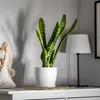 A white planter with a snake plant sits on a white dresser next to an angel figurine and a lamp. Náhled obrázku produktu