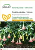 SAFLAX - Andělská trubka / růžová - Brugmansia suaveolens Náhled obrázku produktu 1