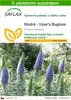 SAFLAX - Modrá - Viper's Bugloss - Echium fastuosa - 100 Náhled obrázku produktu 1