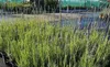 6 x Lavandula int. 'Dutch' - Lavanda - vaso 9 x 9 cm Anteprima dell’immagine prodotto 3