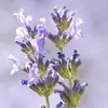 Stauden Gänge 1 x Lavandula angustifolia 'Dwarf Blue' - Produktbild-Vorschau 6