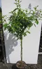 Hochstamm Säckelblume Glorie de Versailles - Ceanothus Produktbild-Vorschau 1