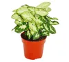 Syngonium Pixie, 3er-Set, violett Produktbild-Vorschau 2