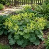 6 Stauden Alchemilla mollis winterhart gelbgrün 20 cm Produktbild-Vorschau 5