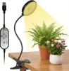 A grow light with a clip is attached to a table, illuminating two potted plants: a fern and a small rose bush. Anteprima dell’immagine prodotto