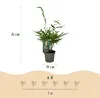 Set di 4 bambù Fargesia robusta Pingwu, bambù da giardino Anteprima dell’immagine prodotto 4